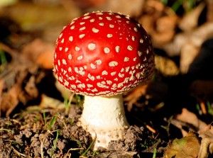 amanita muscaria mario mushroom